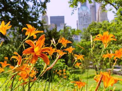 flowers in central park