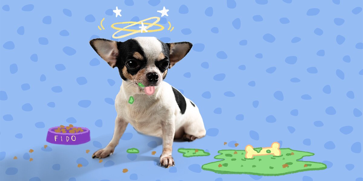 Why Your Puppy s Throwing Up And How To Help DodoWell The Dodo