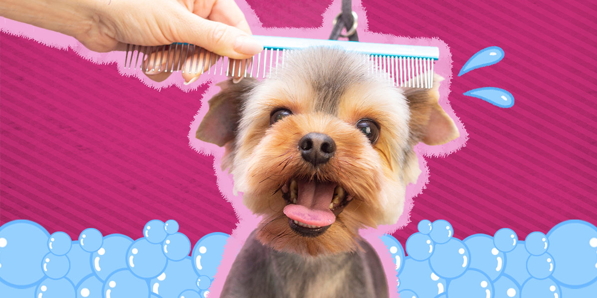 How To Groom Your Dog At Home, According To Experts DodoWell The Dodo