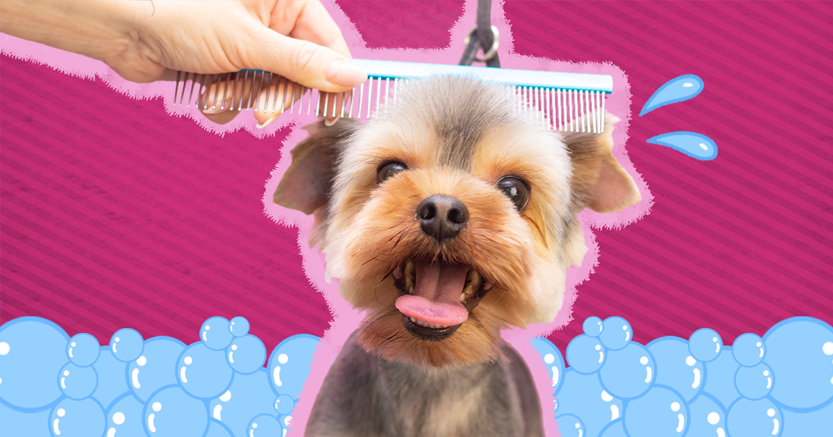 The 6 Best Dog Bath Brushes On  - DodoWell - The Dodo