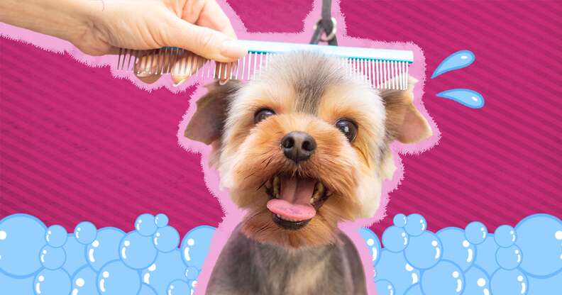 DIY Dog Grooming Table: How to Build Your Own to Groom Your Dog at