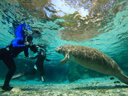 Chrystal River manatees