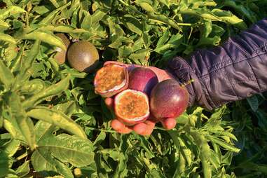 passion fruits in hand 