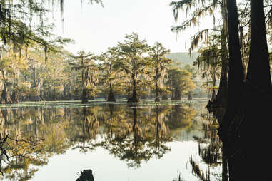 a bayou in the morning