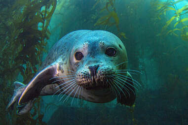 A harbor seal in the underwater kelp forest at Anacapa island in the Channel Islands National Park