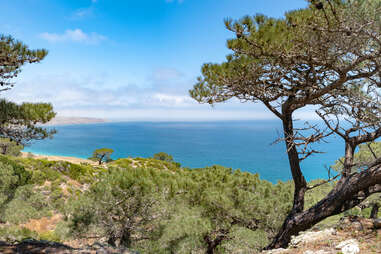 trees and the ocean