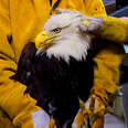 Bald Eagle Who Fell From The Sky Learns To Fly Again