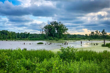 a marshy lake surrounded by trees, grass and other foliage