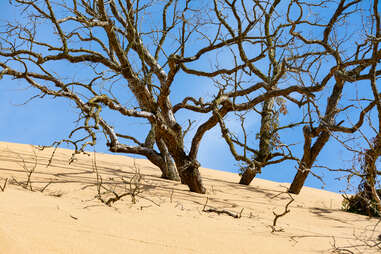 bare trees jutting up from a sand dune