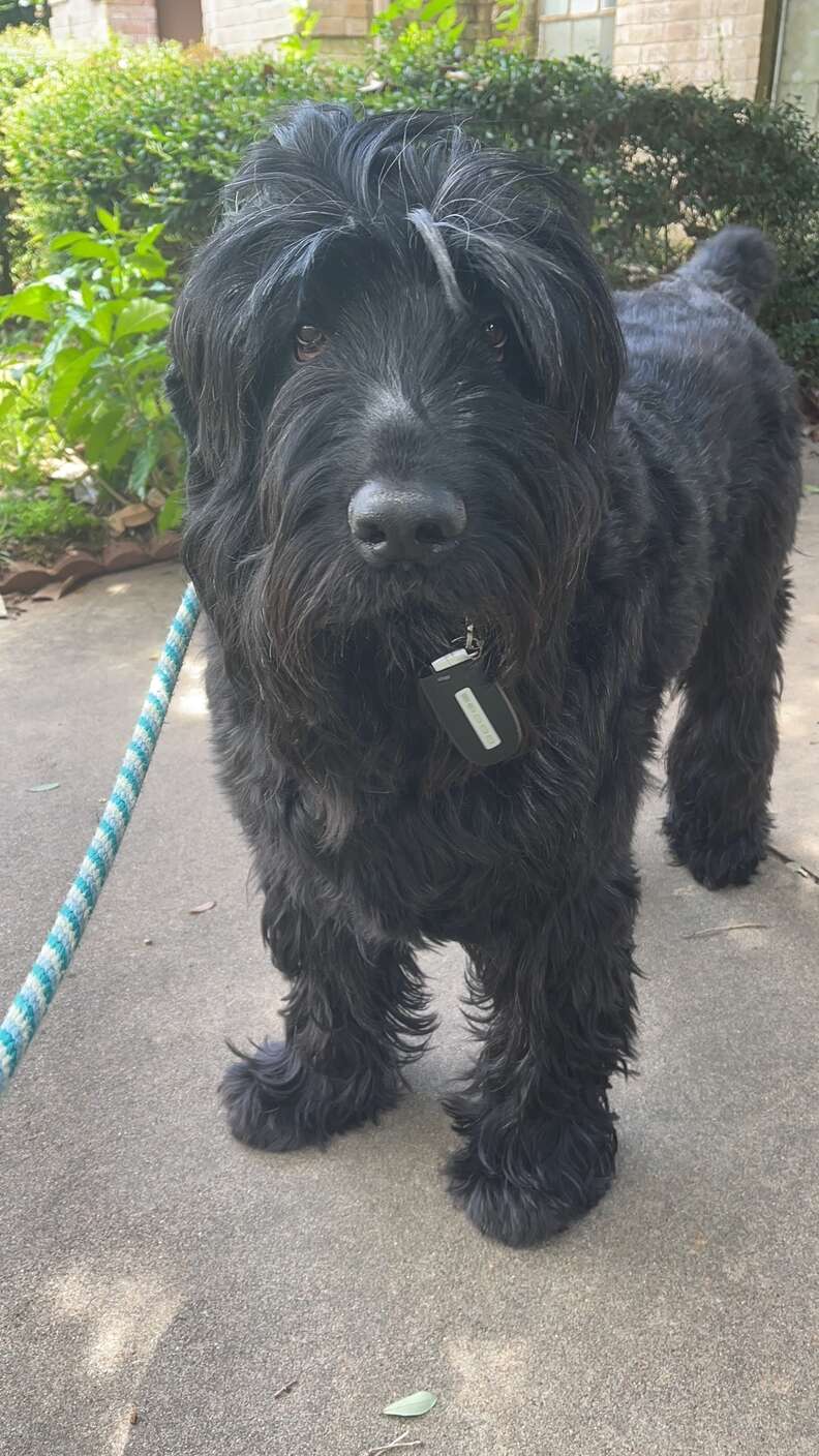 dog and his keys
