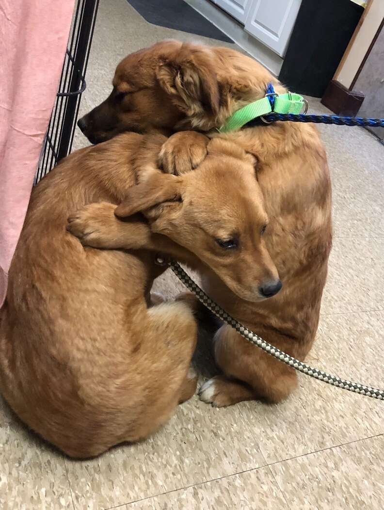 Rescued puppies hug each o ther in shelter