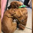 Shelter Puppy Comforts Her Sister With A Hug After Being Rescued