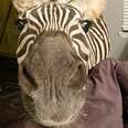 Rescue Zebra Sticks His Head In Mom's Window Every Morning