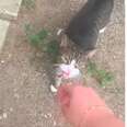 Stray Cat Climbs Into Couple's Garbage Bin And Waits To Be Saved