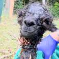 Man Discovers A Baby Alpaca In His Yard