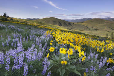 North Cascades National Park wild flowers