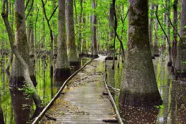 a boardwalk path leading through a marshland forest