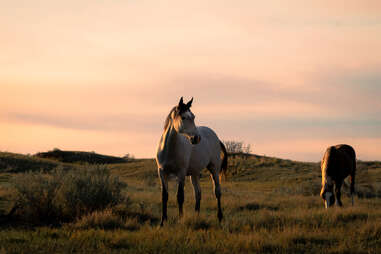 Wild horses