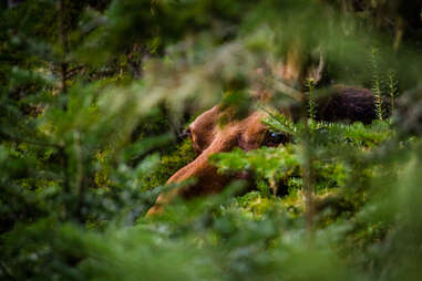 Moose