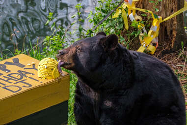 Bear Hollow Zoo