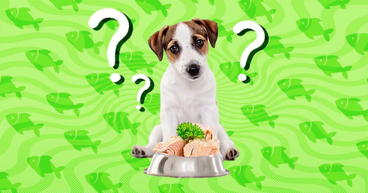 can dogs eat sardines and tuna