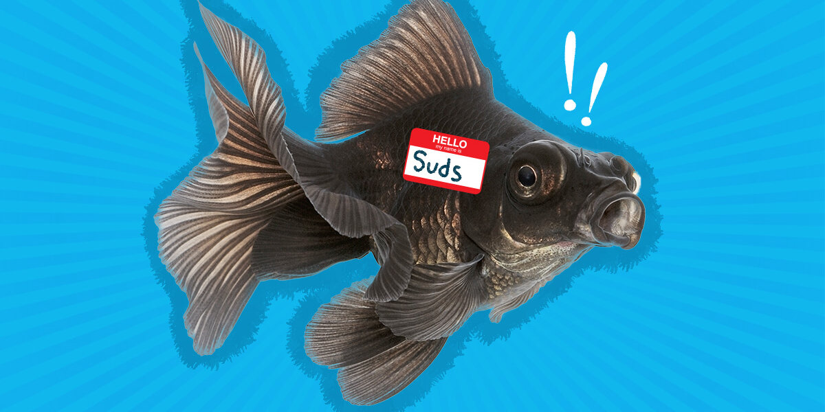 100+ Fish Names: Funny, Cute for Guppies, Goldfish, More - Parade