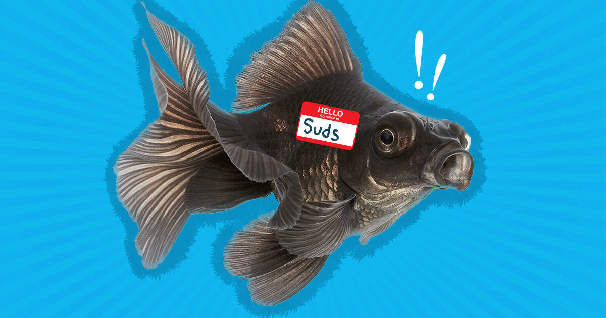 100+ Fish Names For Your Pet That Aren't Nemo - DodoWell - The Dodo