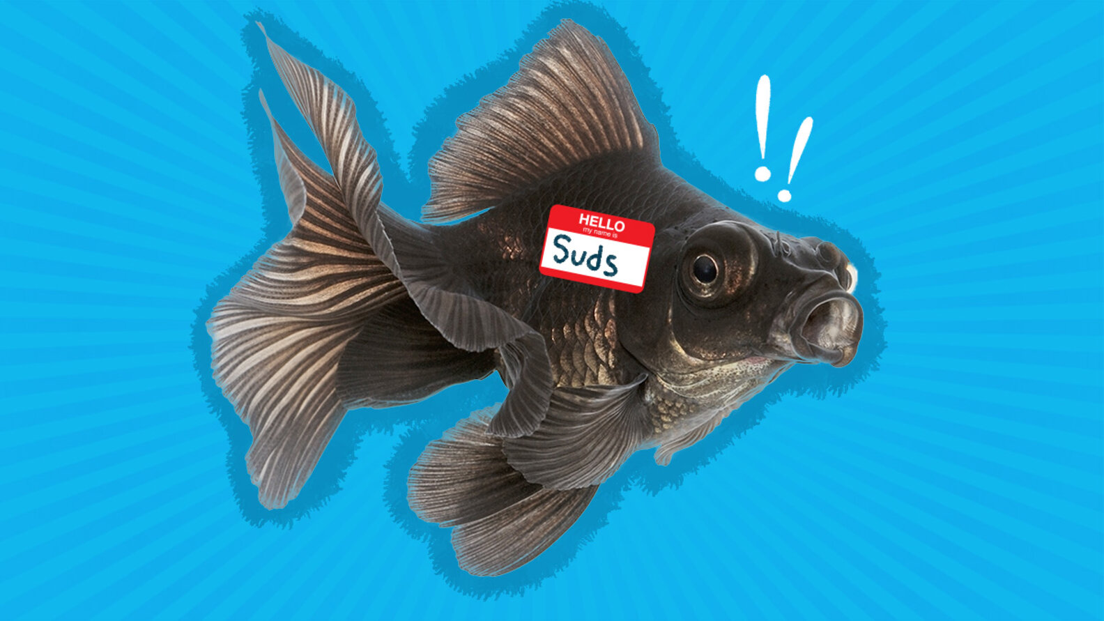 100+ Fish Names For Your Pet That Aren't Nemo DodoWell The Dodo