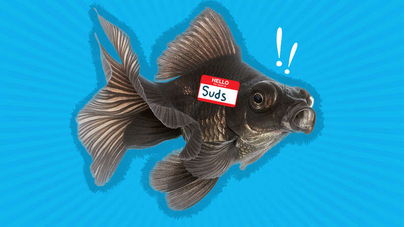 100+ Fish Names For Your Pet That Aren't Nemo - DodoWell - The Dodo