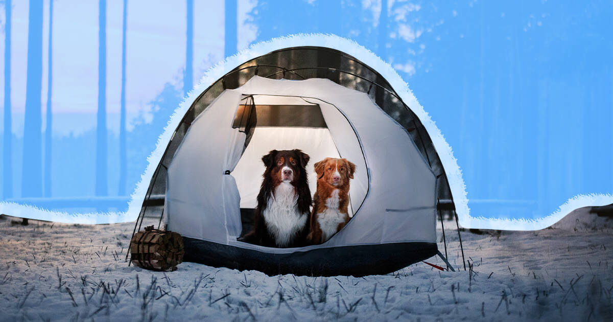 Winter Pet Safety: Outdoor Dog & Winter Shelter Tips