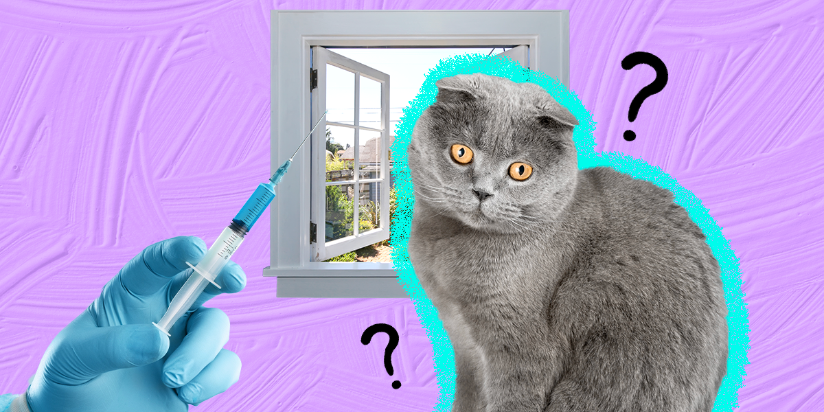What Vaccines Do Outdoor Cats Need? DodoWell The Dodo