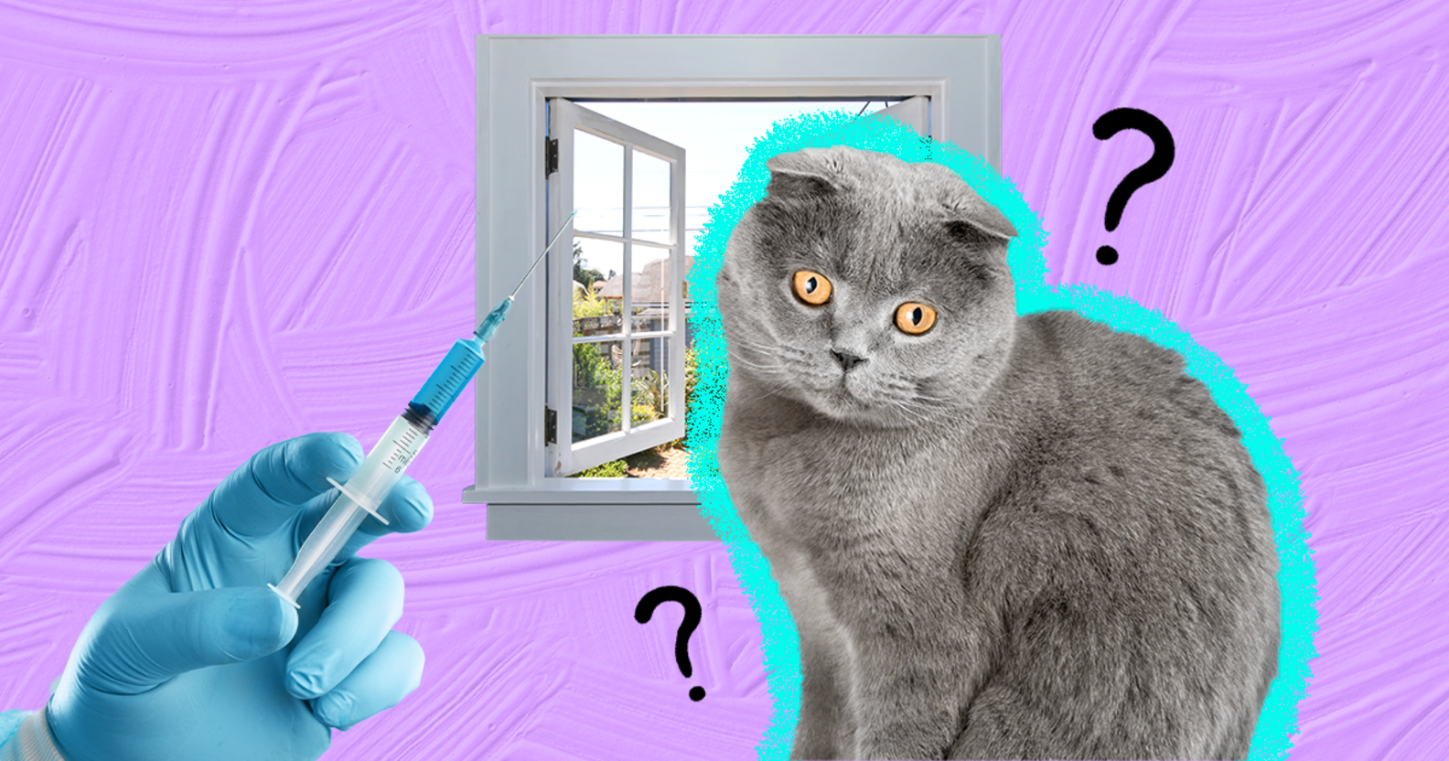 What Vaccines Do Outdoor Cats Need? DodoWell The Dodo