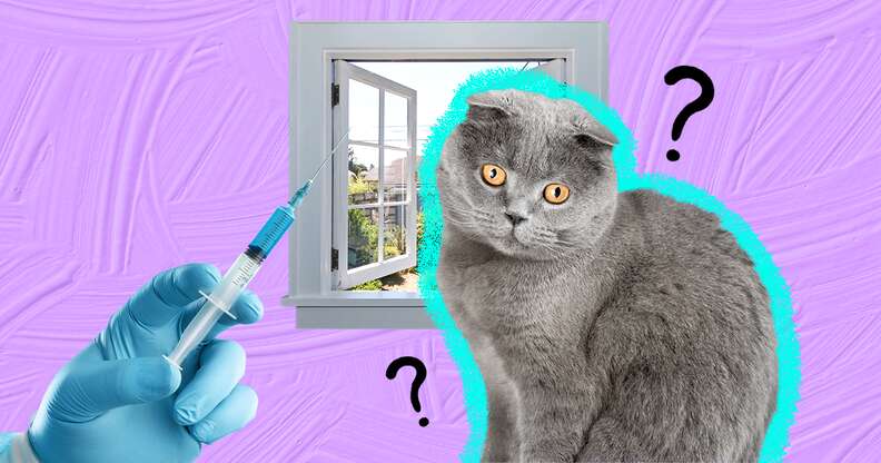 What Vaccines Do Outdoor Cats Need DodoWell The Dodo