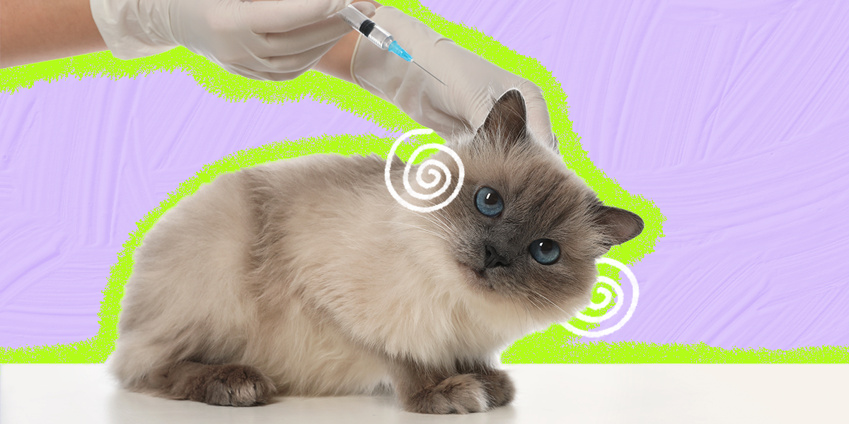 what-is-the-fvrcp-cat-vaccine-dodowell-the-dodo