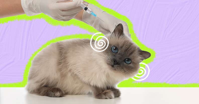 FVRCP vaccine for cats