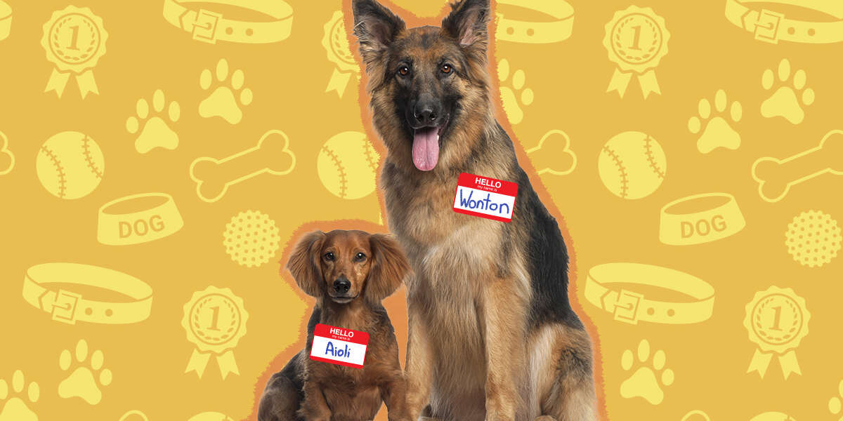 Popular Food Dog Names