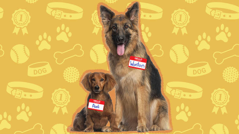 Names of dog clearance foods