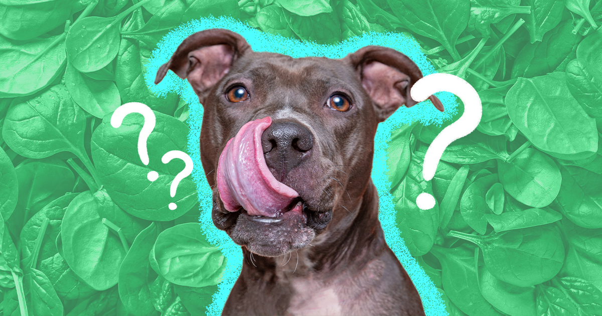 is raw spinach good for dogs