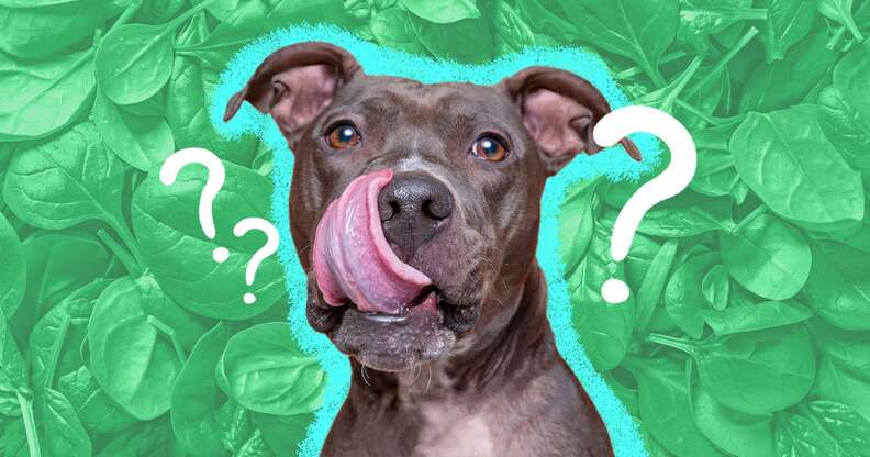 Can Dogs Eat Spinach? And How Much Is Safe? - DodoWell - The Dodo