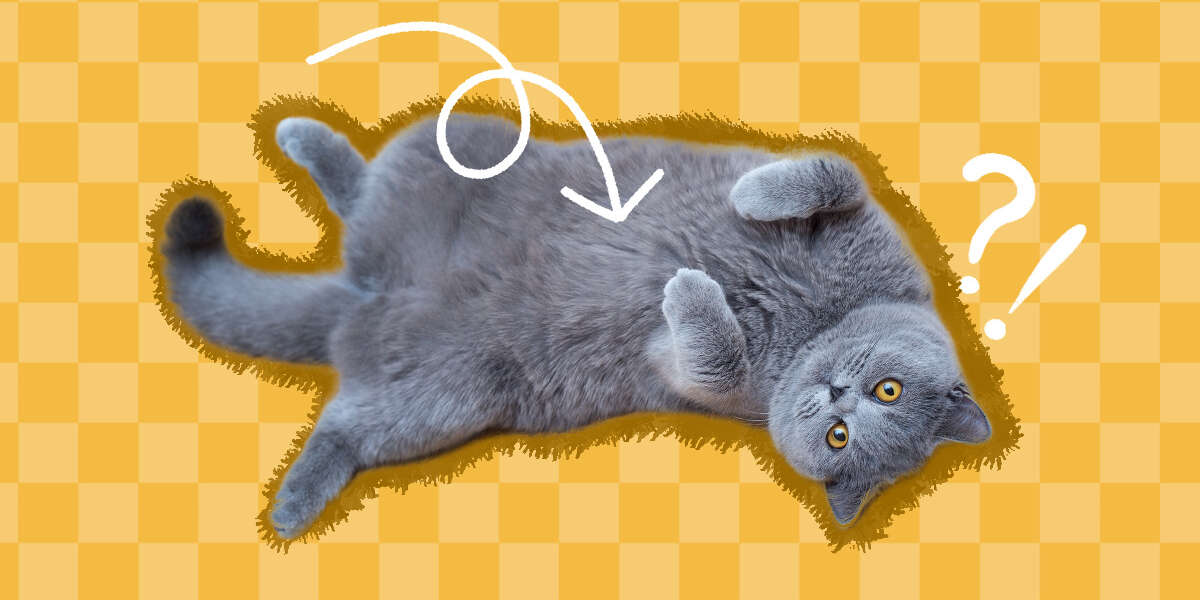 do-male-cats-have-nipples-dodowell-the-dodo