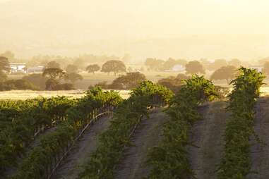 Eberle Winery