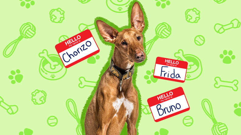 Mexican dog names sales male