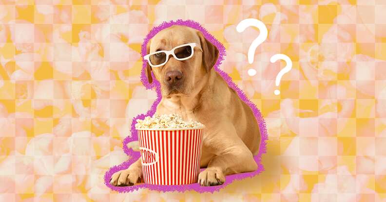 Is popcorn store safe for dogs