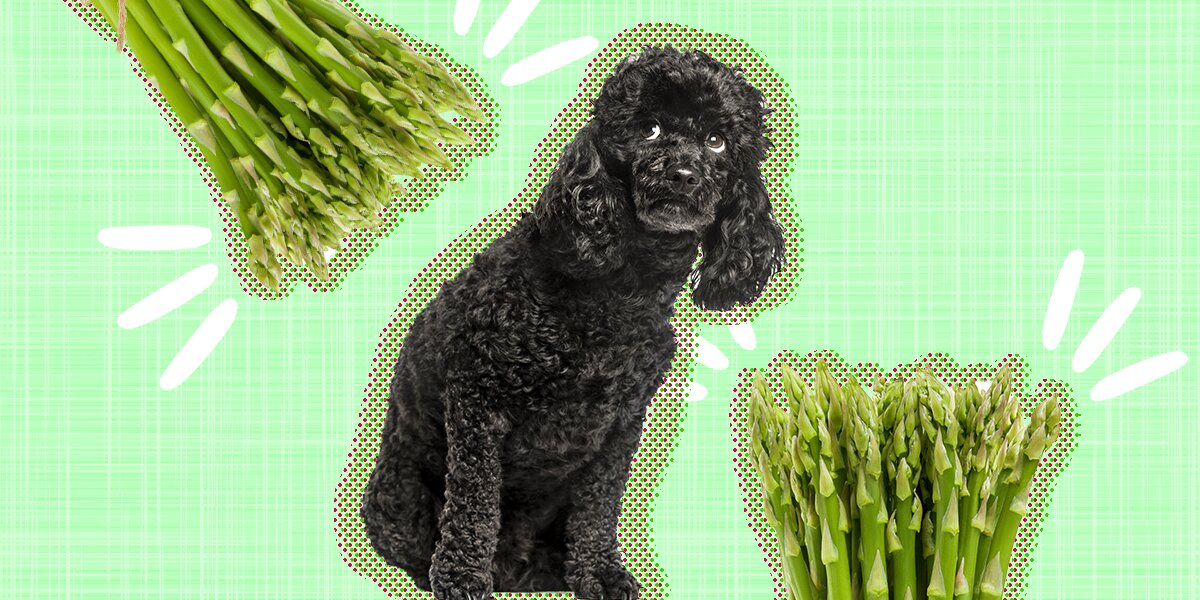 Is raw asparagus good hotsell for dogs