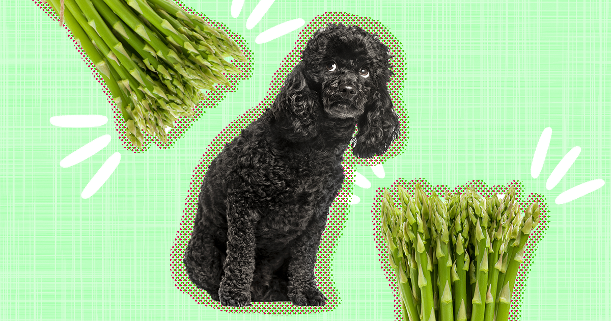 is it safe for dogs to eat asparagus