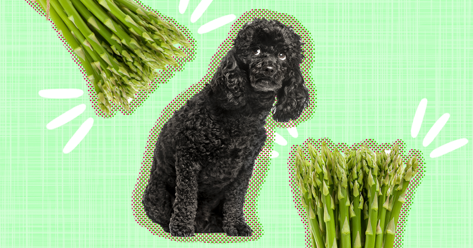 Can Dogs Eat Asparagus? And How Much Is Safe? DodoWell The Dodo