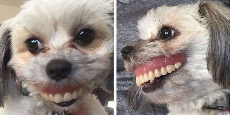 Dog steals dad's dentures and wears them