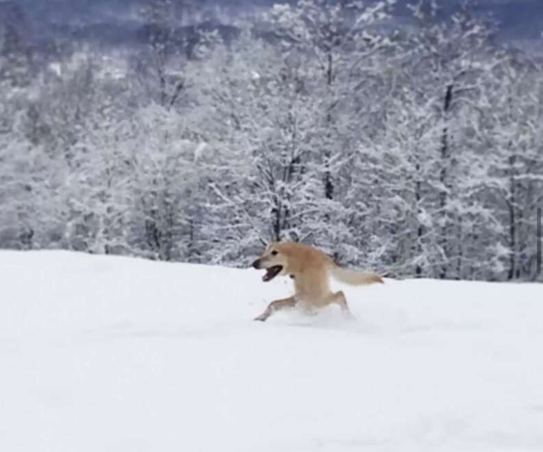 Photo of dog in the snow goes very wrong