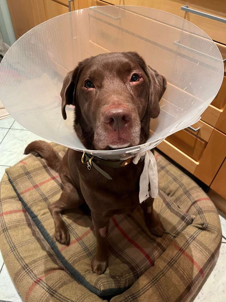 Dad Gets His Own Cone Of Shame So Dog Doesn t Feel So All Alone The Dodo