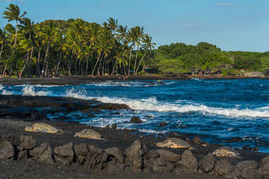 sea turtles, tourists, and palm trees on a beautiful black sand beach